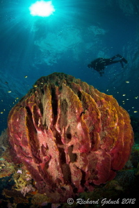 Giant Barrel Sponge II-Weda Bay-Halmahera by Richard Goluch 